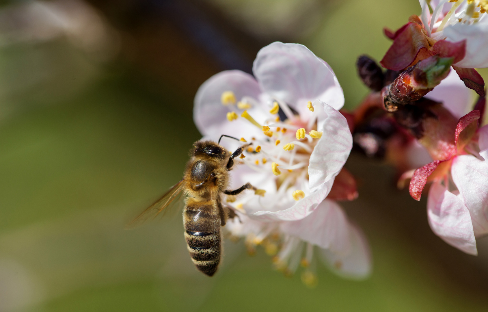 Die ersten Marillenblüten