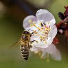 Die ersten Marillenblüten