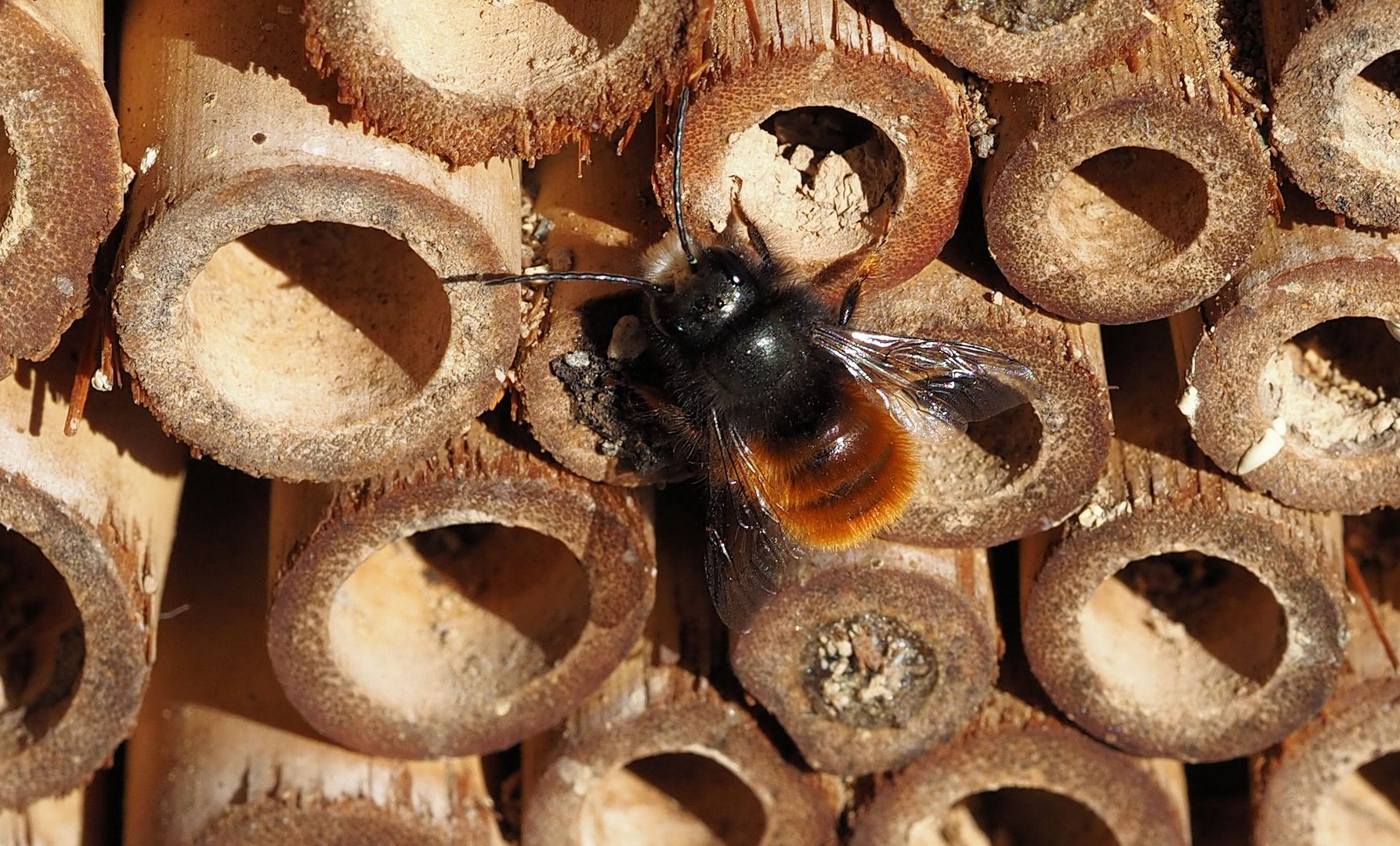 Die ersten Mauerbienen Männer sind geschlüpft... Foto & Bild | makro, natur, insekt Bilder auf ...