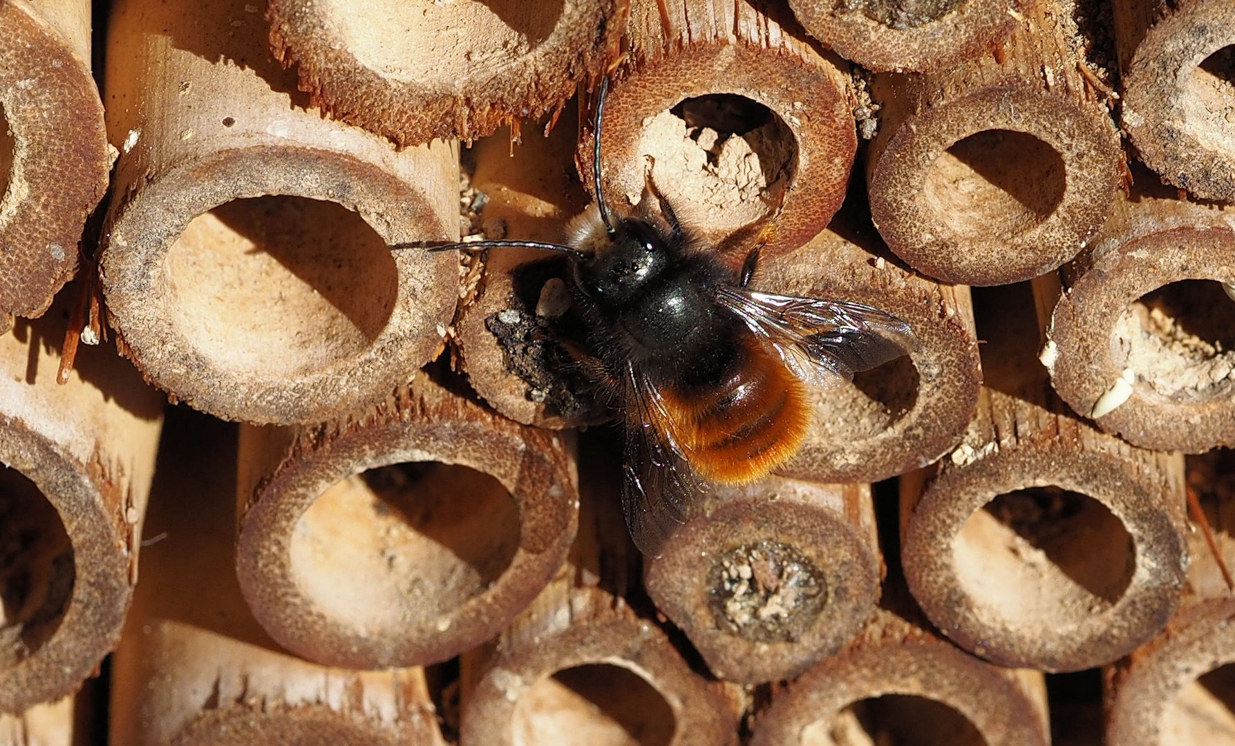 Die ersten Mauerbienen Männer sind geschlüpft...