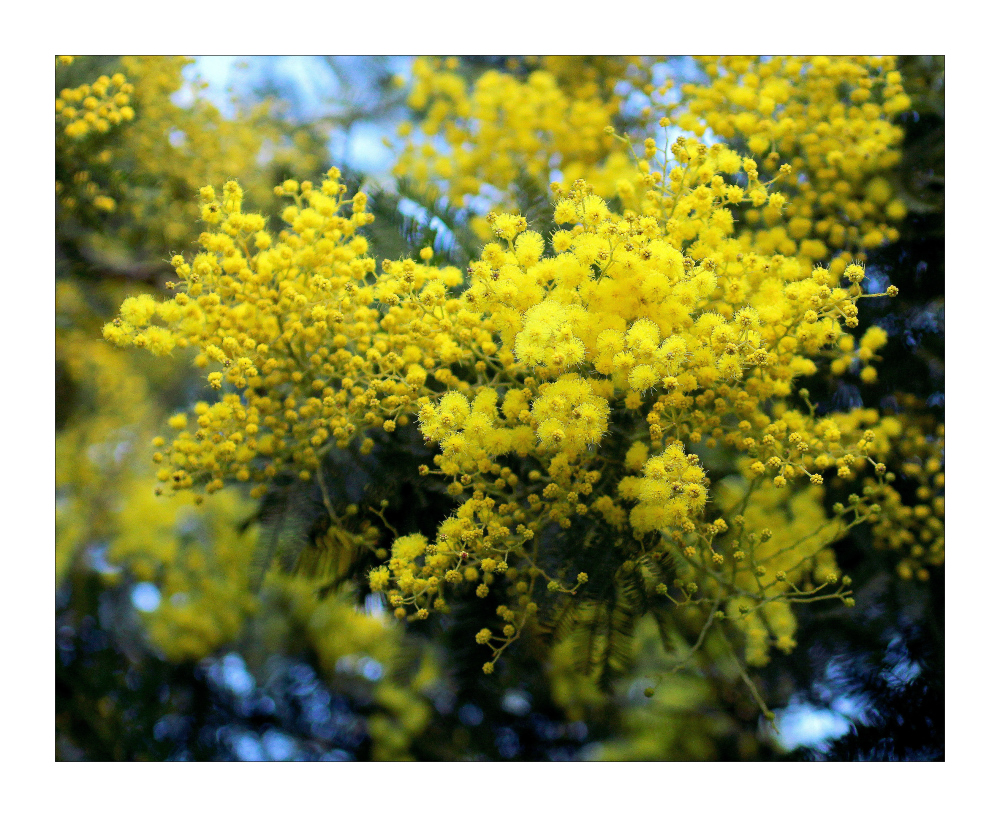 die ersten Mimosen