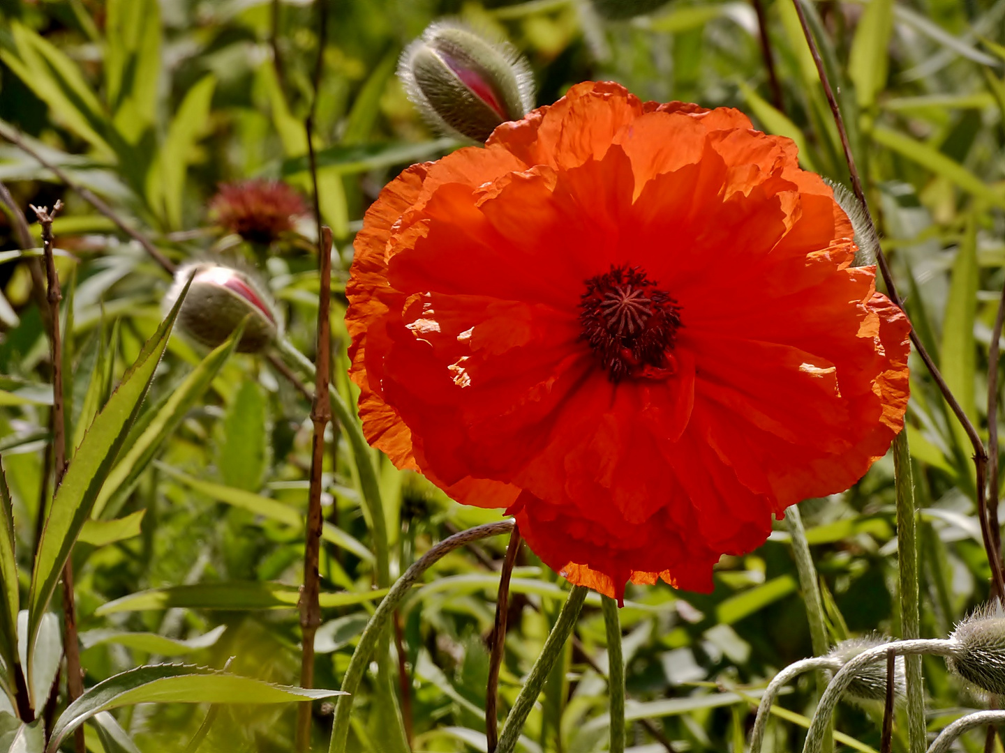 Die ersten Mohnblüten . . .