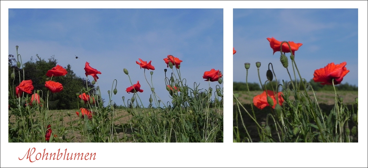 Die ersten Mohnblumen