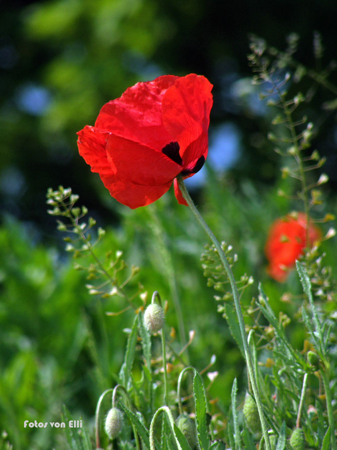 Die ersten Mohnblumen...