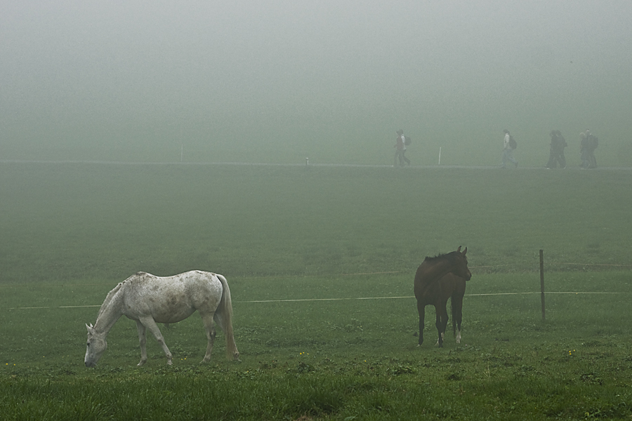 die ersten Morgennebel...