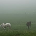 die ersten Morgennebel...