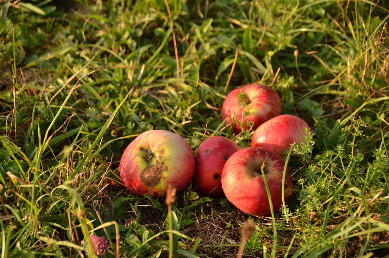 Die ersten Mostäpfel sind gefallen