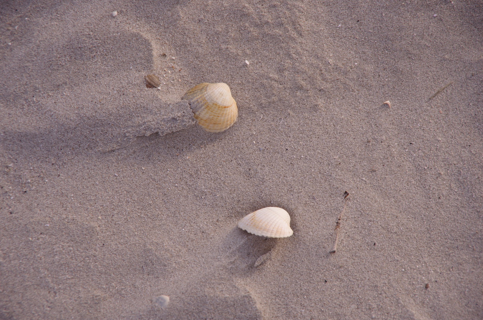 Die ersten Muscheln 