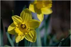 die ersten Narzissen im Garten