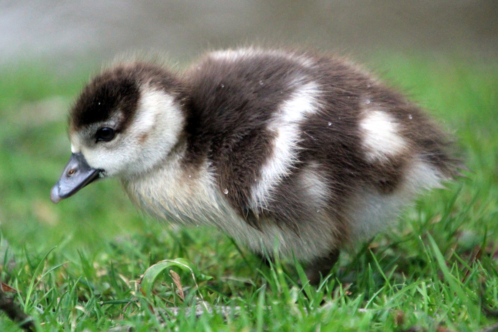 Die ersten Nilgans-Küken sind geschlüpft...