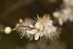 Die ersten Obstbäume blühen schon