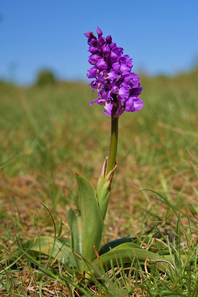 die ersten Orchideen