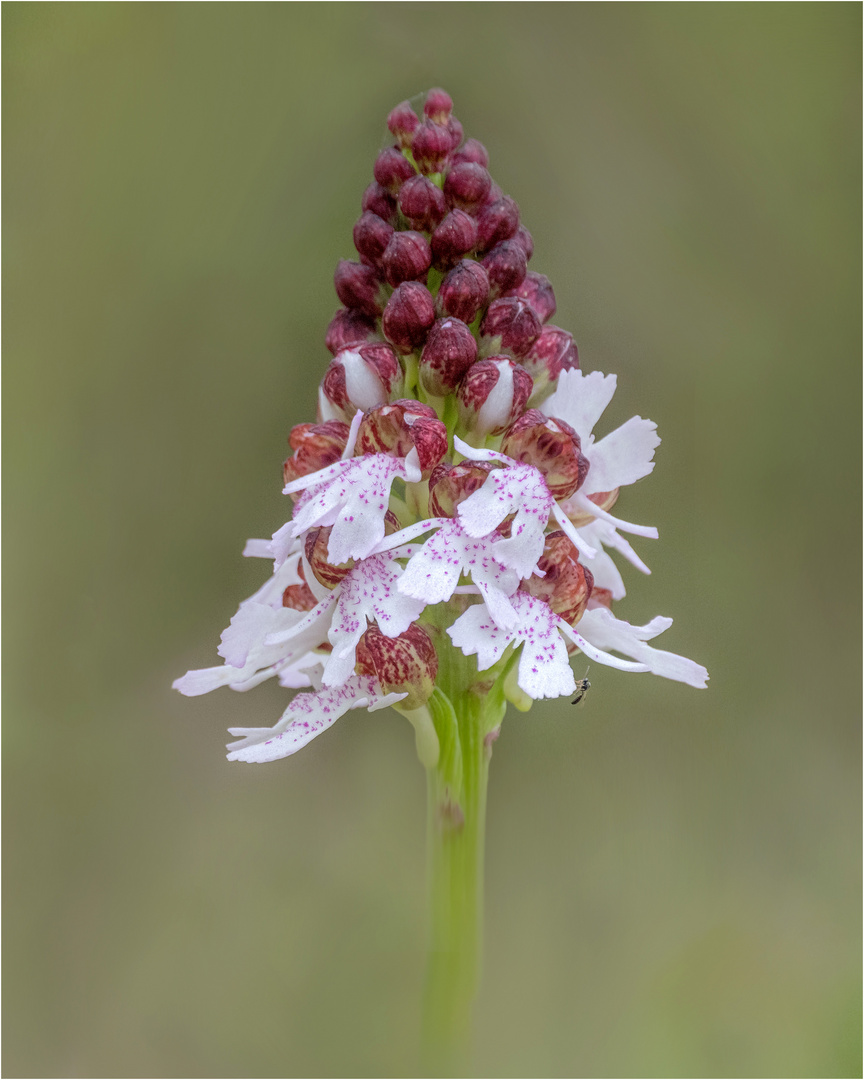 die ersten Orchideen