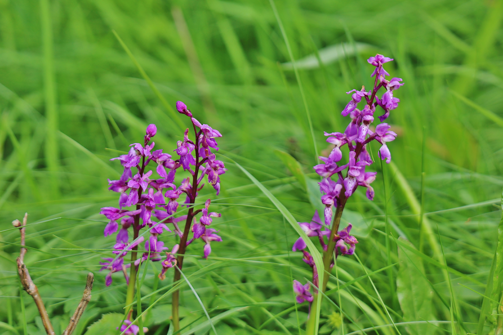 Die ersten Orchideen des Jahres