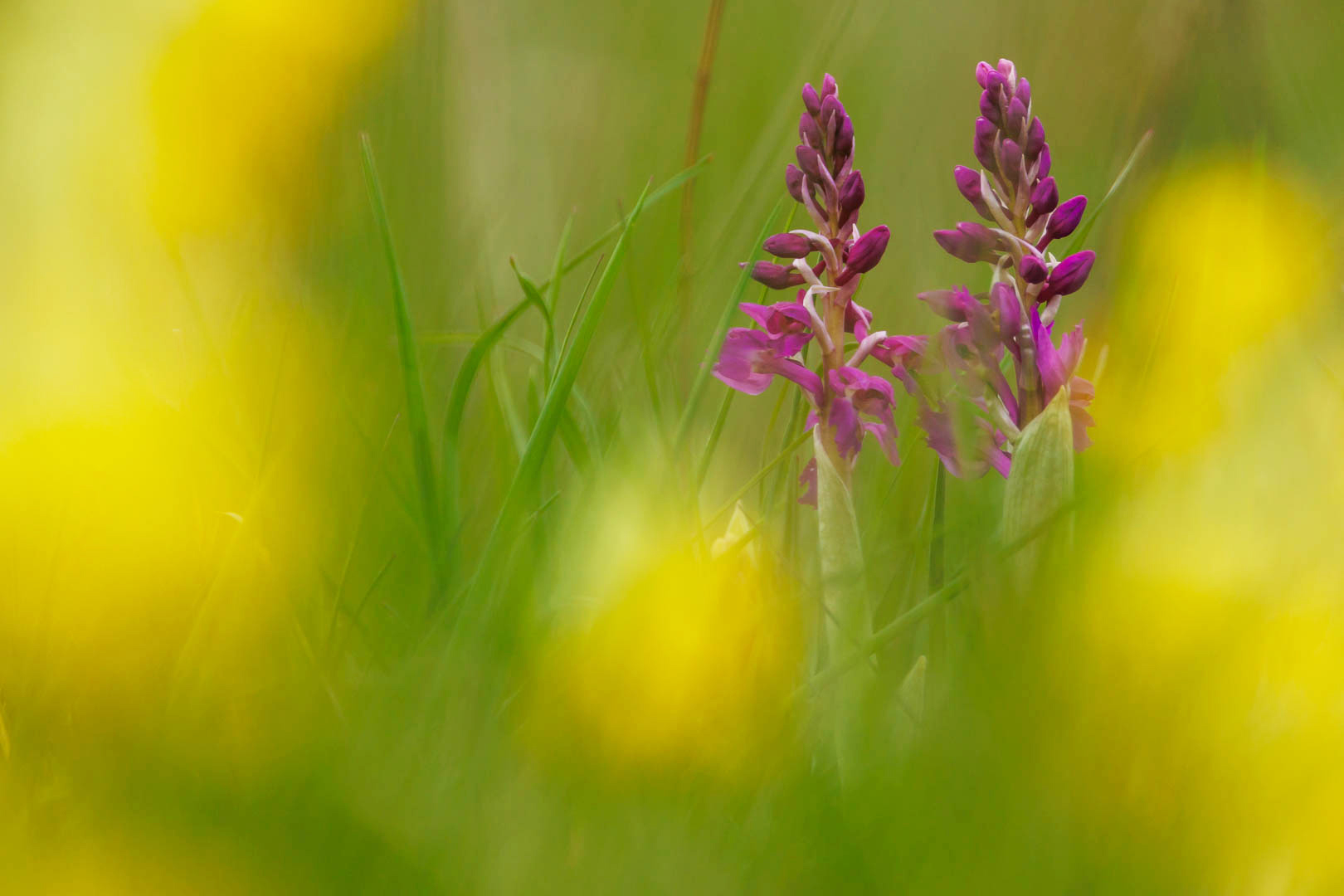 Die ersten Orchideen