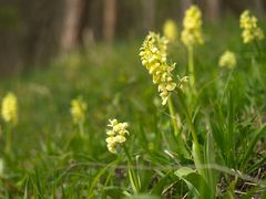 Die ersten Orchideen in diesem Jahr...