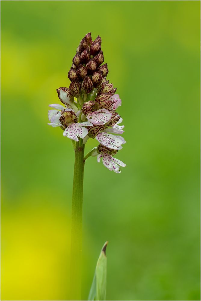 die ersten Orchis,  Purpur - Knabenkraut