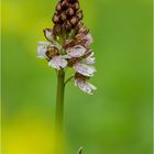 die ersten Orchis,  Purpur - Knabenkraut