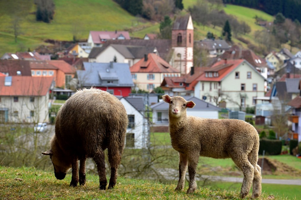 Die ersten "Osterlämmer" im Schwarzwald