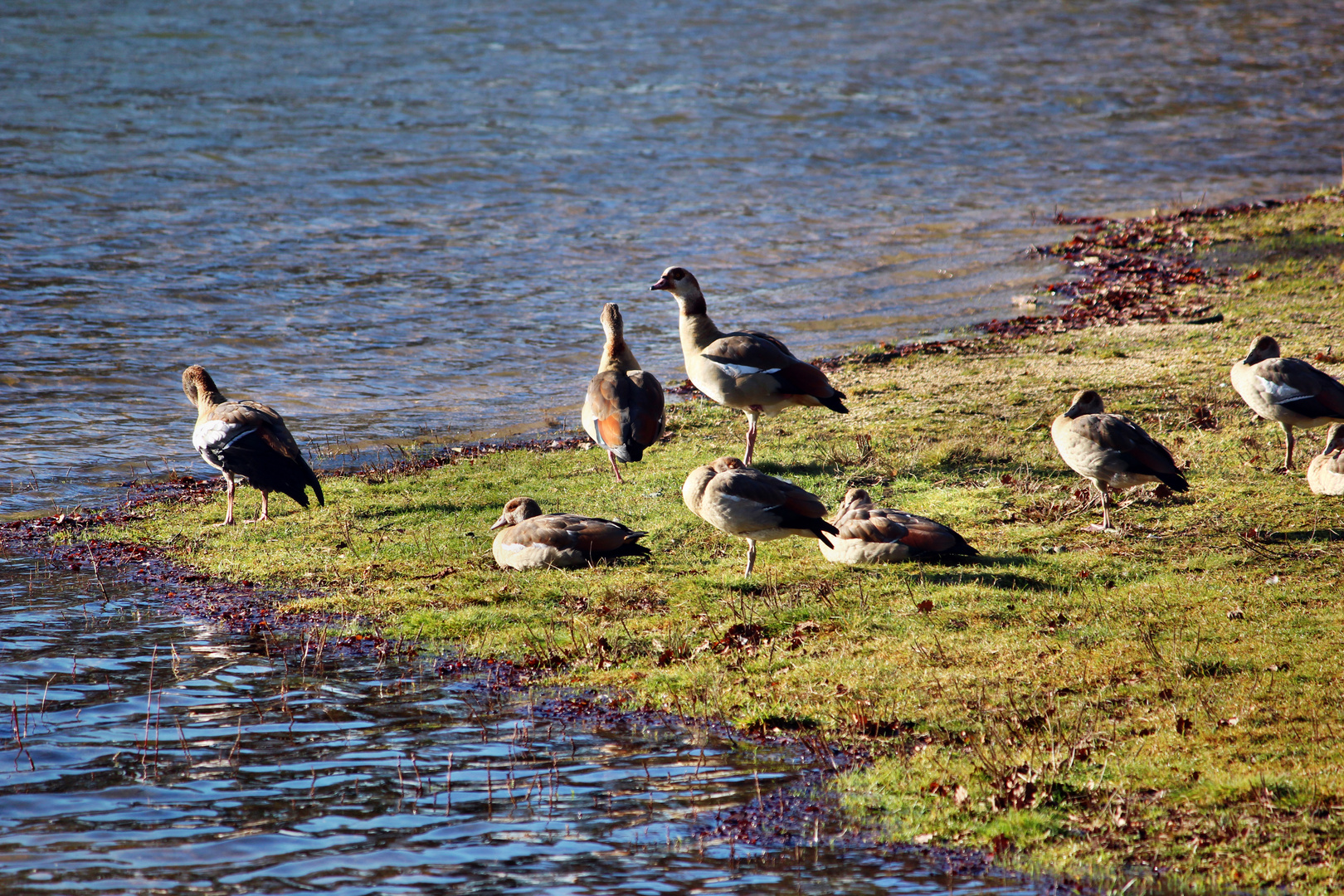 Die ersten Paarungsversuche derNilgänse am Herthasee