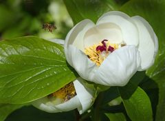 Die ersten Pfingsrosen