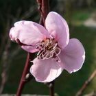 Die ersten Pfirsichblüten