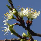 Die ersten Pflaumenblüten