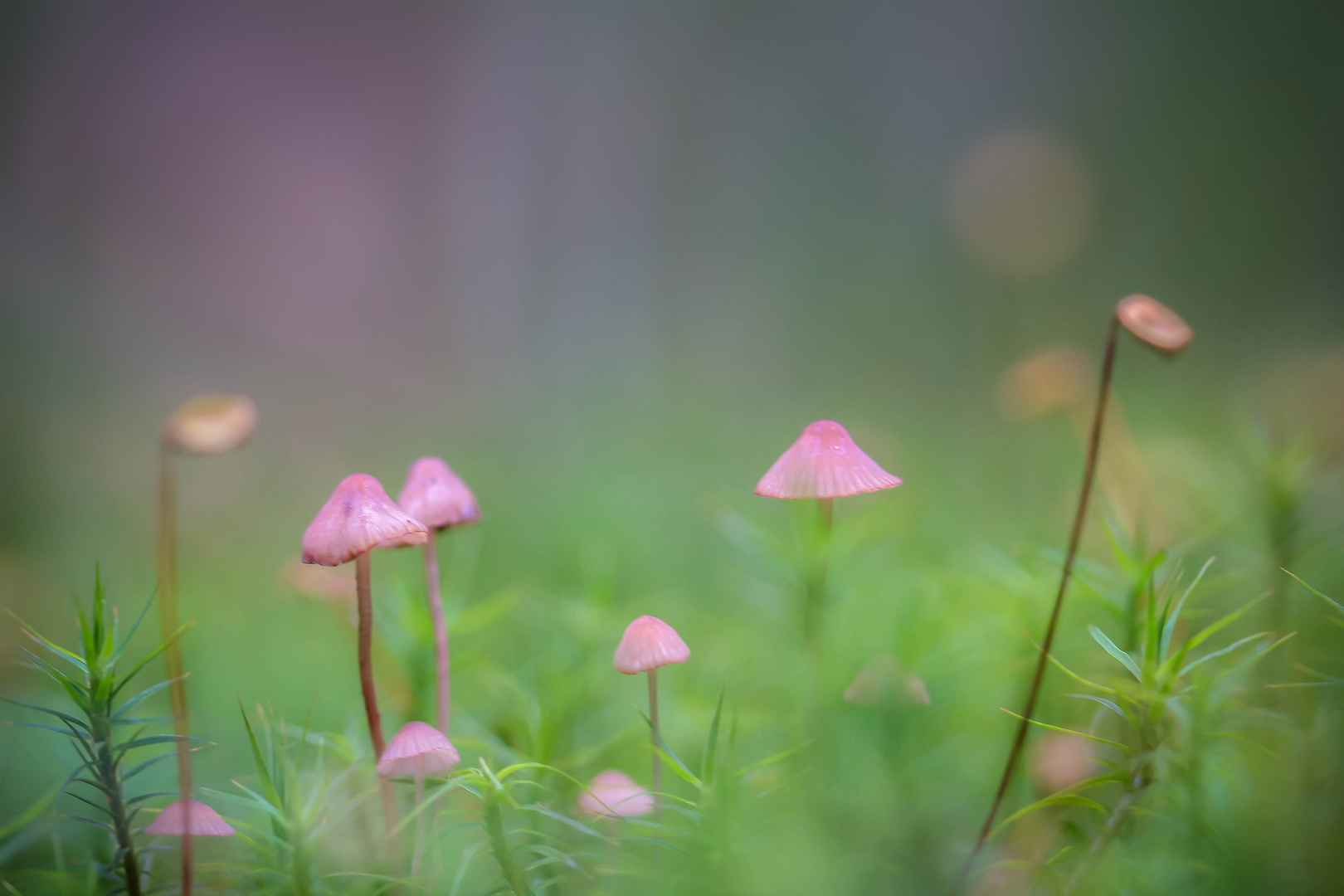 Die ersten Pilze