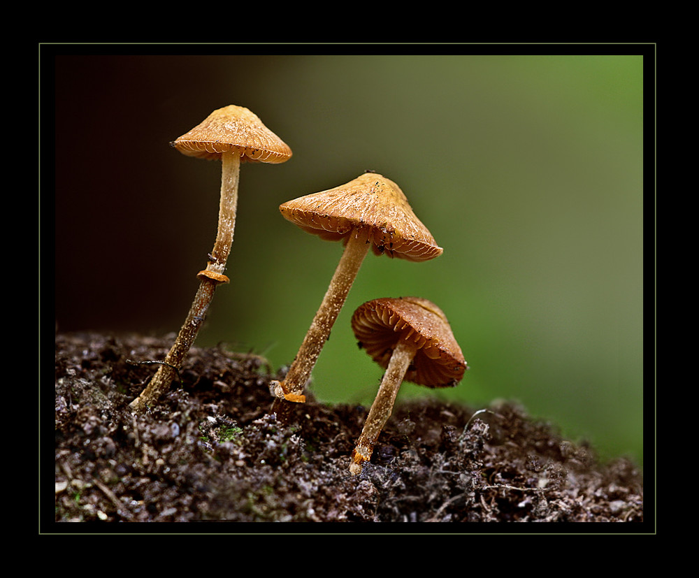 Die ersten Pilze -  Heute entdeckt.