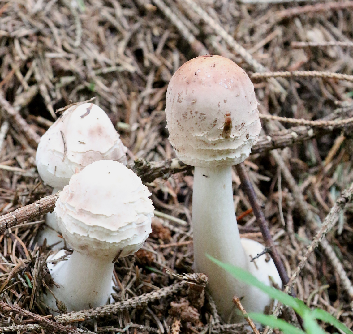 die ersten Pilze sind da !