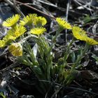 Die ersten Pioniere am Wegesrand - Huflattich