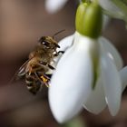 Die ersten Pollen :-)