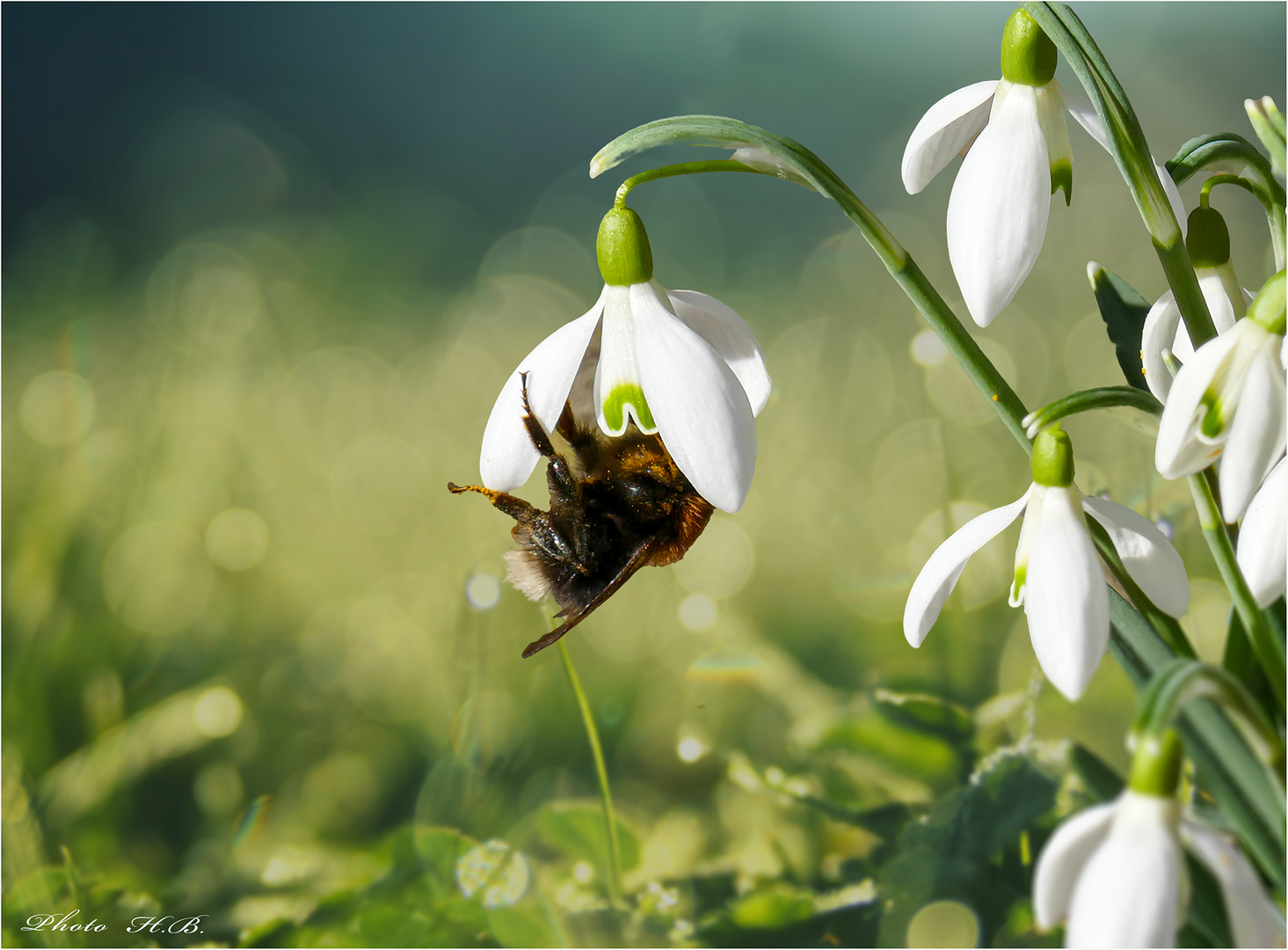 Die ersten Pollen sind begehrt.