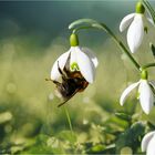 Die ersten Pollen sind begehrt.