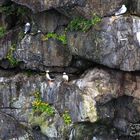 Die ersten Puffins