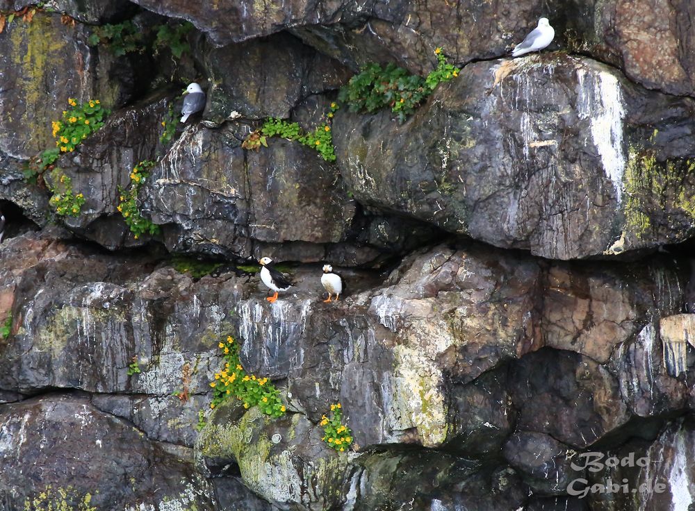 Die ersten Puffins