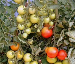 -Die ersten reifenden Tomaten-