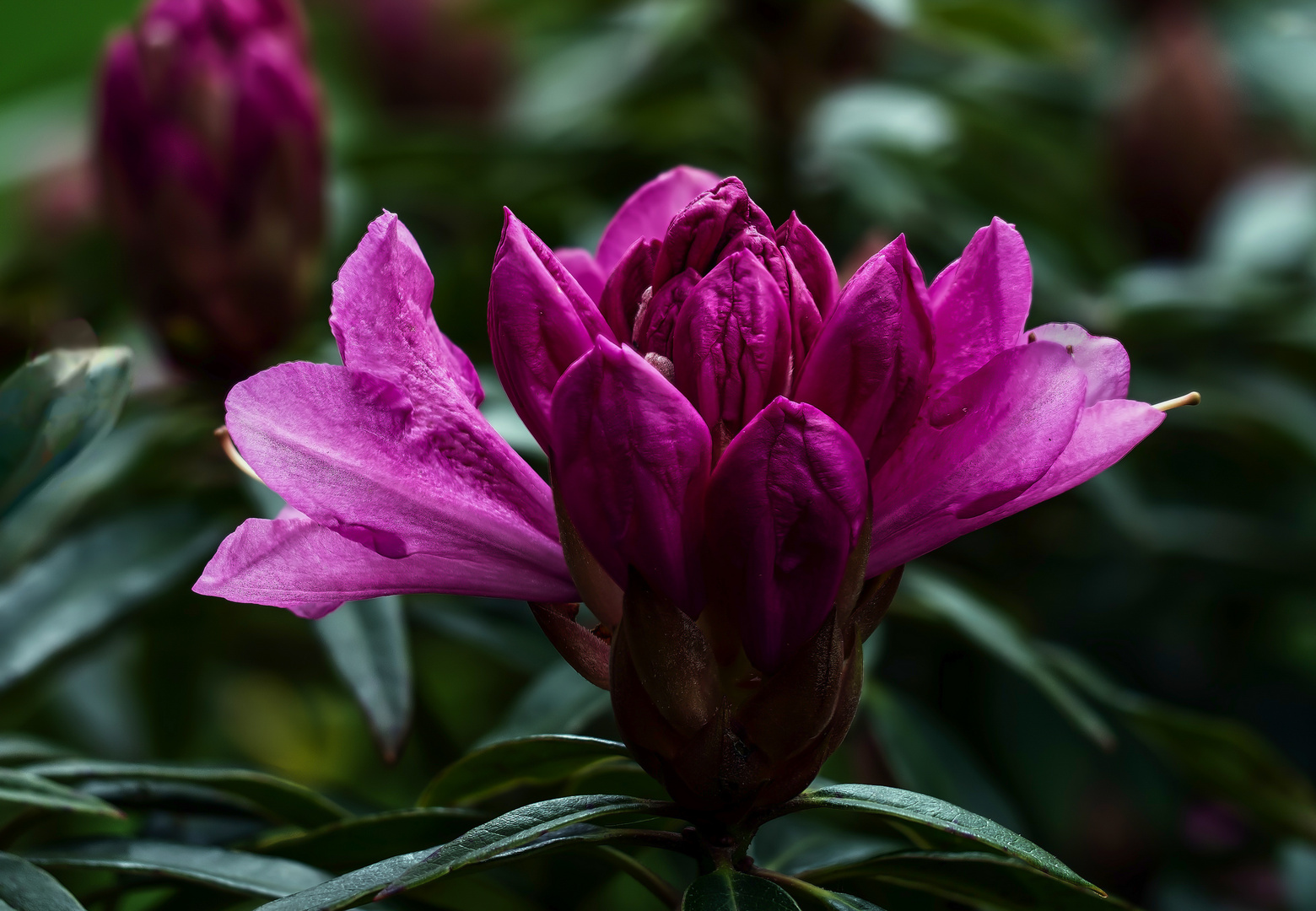 Die ersten Rhododendren ...