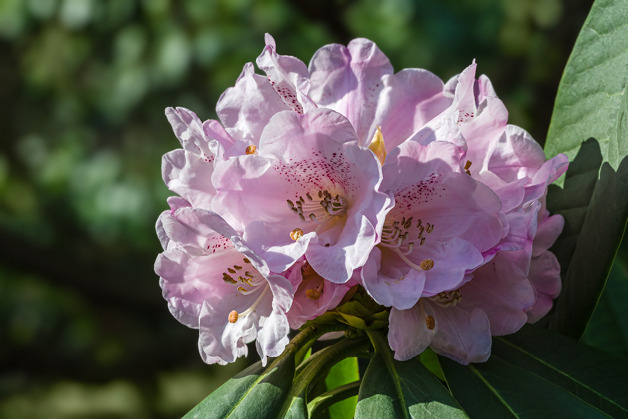 Die ersten Rhododendren blühen