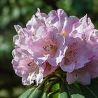 Die ersten Rhododendren blühen