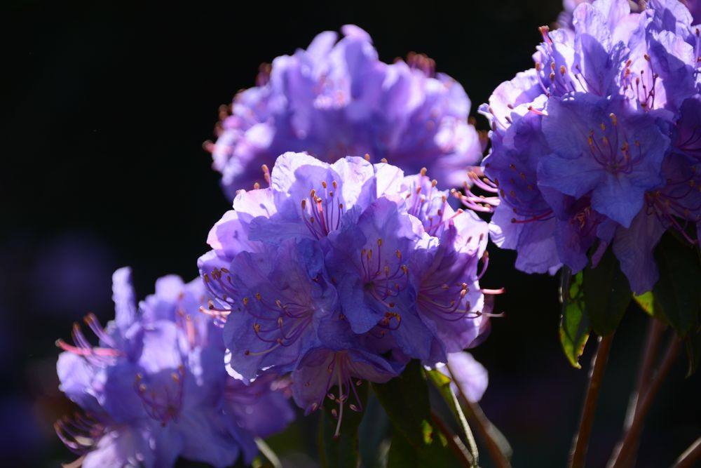 Die ersten Rhododendren blühen!