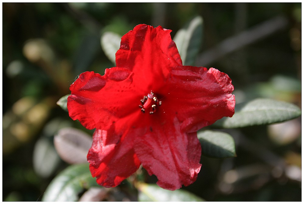 Die ersten Rhododendren