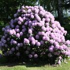 die ersten Rhododendren stehen in voller Pracht