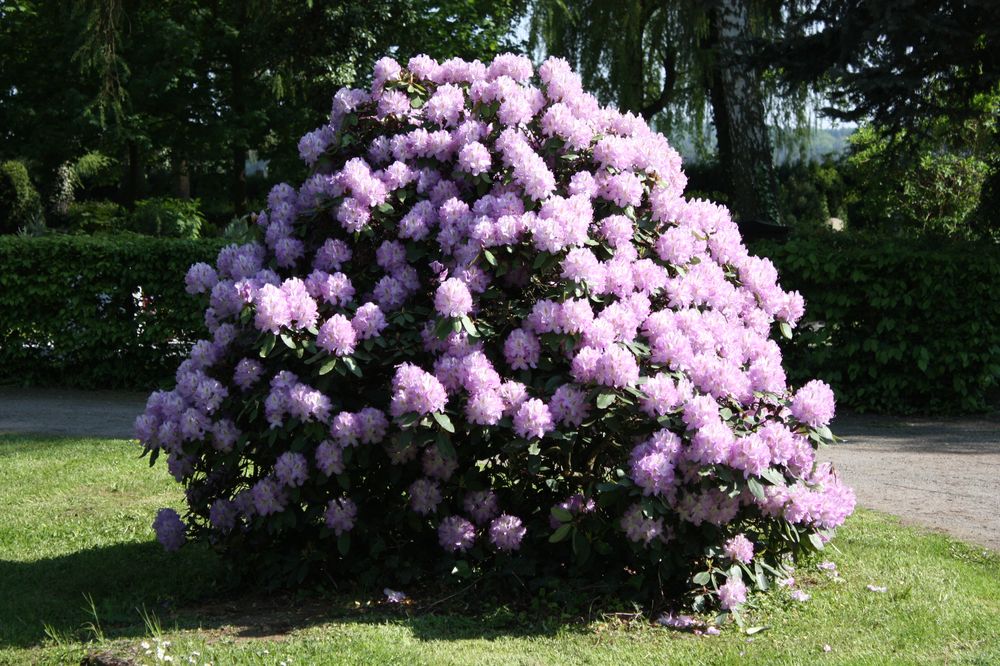 die ersten Rhododendren stehen in voller Pracht