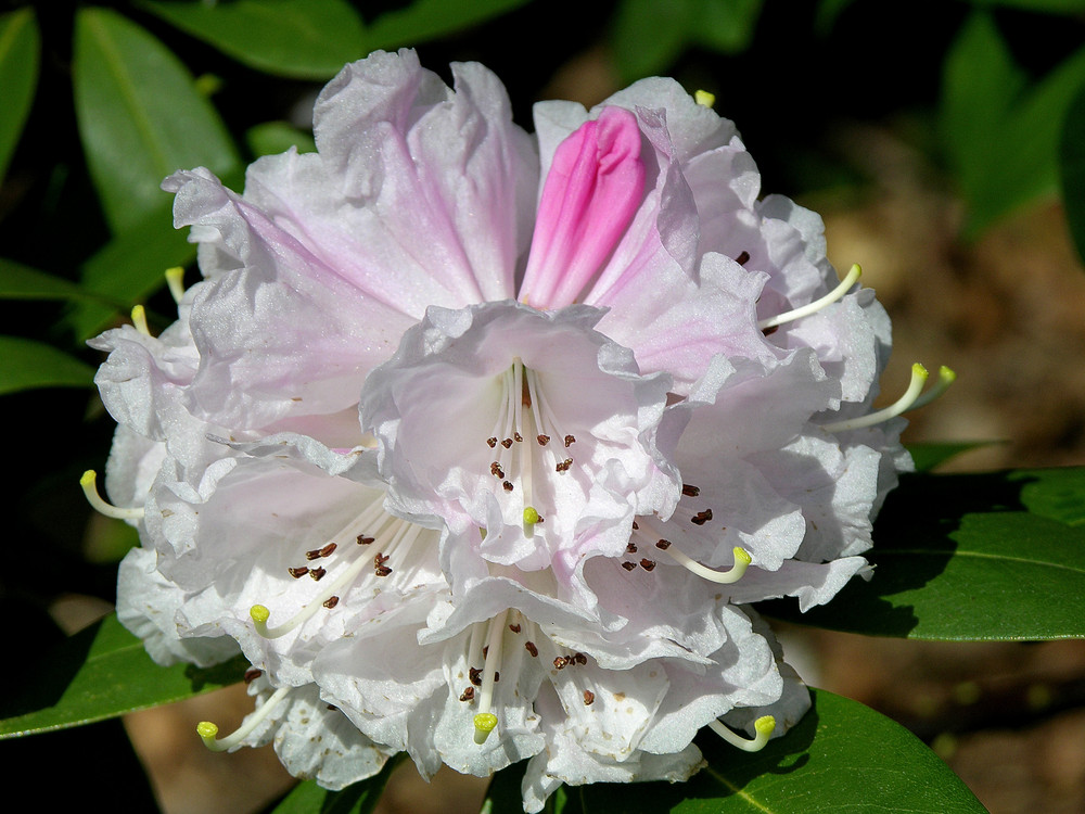 Die ersten Rhododendron-Blüten