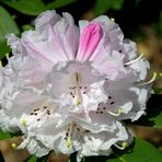 Die ersten Rhododendron-Blüten