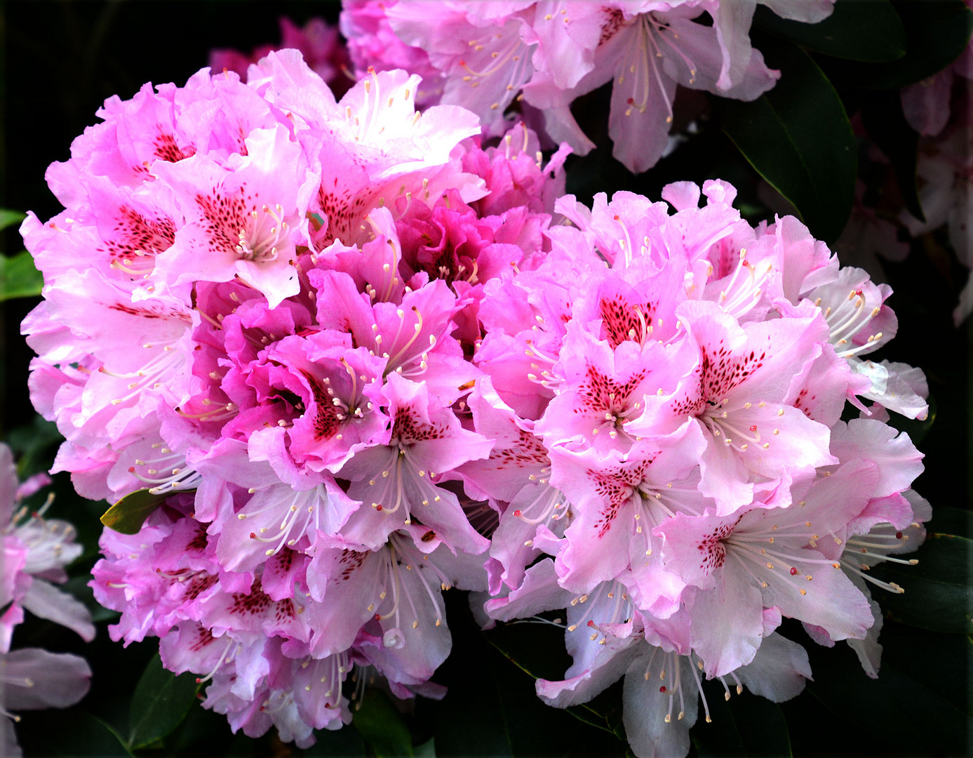 Die ersten Rhododendronbüsche zeigen ihre Blütenpracht.