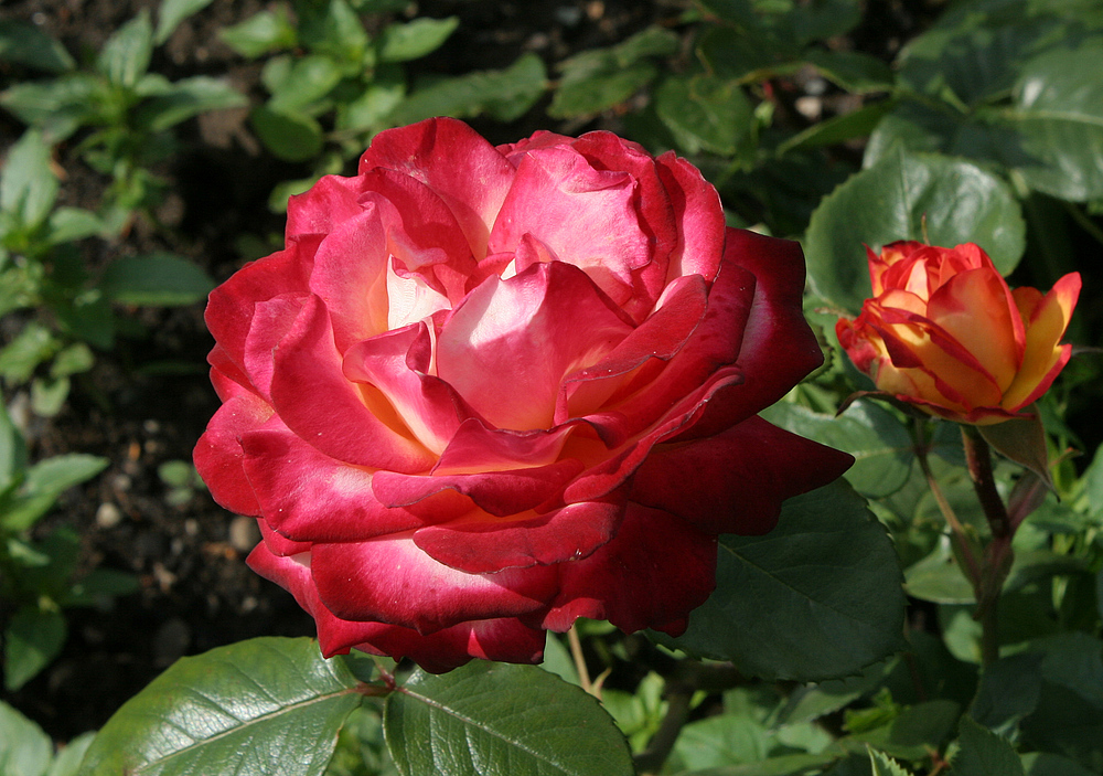 Die ersten Rosen (3)