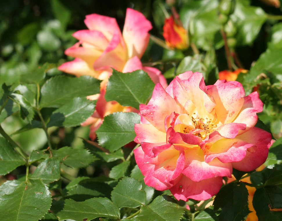 Die ersten Rosen