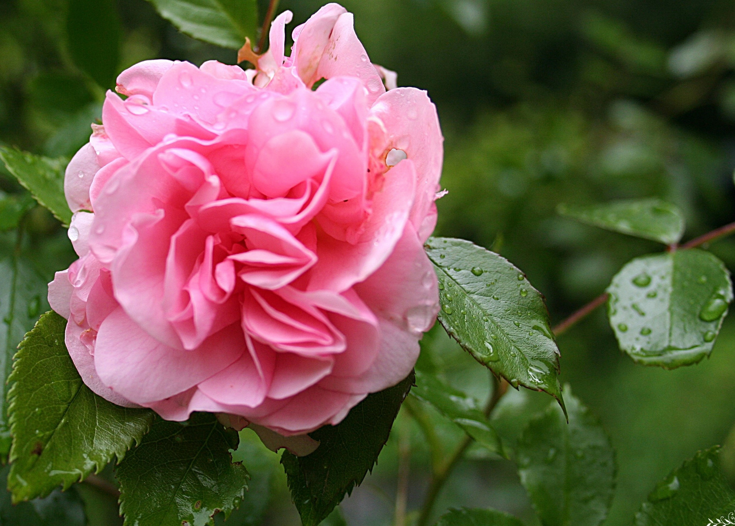 die ersten Rosen blühen schon